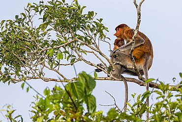 Female proboscis monkey (Nasalis larvatus) with baby, Tanjung Puting National Park, Kalimantan, Borneo, Indonesia, Southeast Asia, Asia