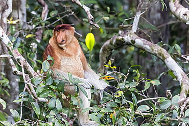 Adult male proboscis monkey (Nasalis larvatus), Tanjung Puting National Park, Kalimantan, Borneo, Indonesia, Southeast Asia, Asia