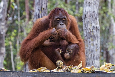 Mother and baby Bornean orangutans (Pongo pygmaeus), Buluh Kecil River, Borneo, Indonesia, Southeast Asia, Asia