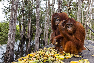 Mother and baby Bornean orangutans (Pongo pygmaeus), Buluh Kecil River, Borneo, Indonesia, Southeast Asia, Asia