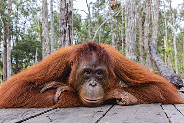 Mother Bornean orangutan (Pongo pygmaeus) on feeding platform, Buluh Kecil River, Borneo, Indonesia, Southeast Asia, Asia