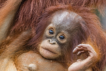 Mother and baby Bornean orangutans (Pongo pygmaeus), Buluh Kecil River, Borneo, Indonesia, Southeast Asia, Asia