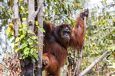 Reflection of wild male Bornean orangutan (Pongo pygmaeus), Buluh Kecil River, Borneo, Indonesia, Southeast Asia, Asia