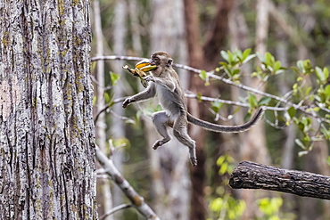 Long-tailed macaque (Macaca fascicularis), leaping with bananas, Borneo, Indonesia, Southeast Asia, Asia