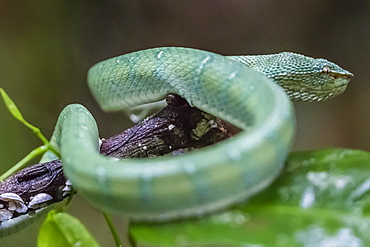 Bornean keeled green pit viper (Tropidolaemus subannulatus), Tanjung Puting National Park, Kalimantan, Borneo, Indonesia, Southeast Asia, Asia