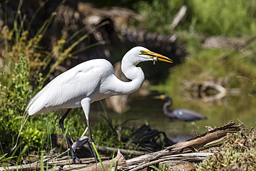 An adult great egret (Ardea alba), with fish at Los Cabos, Baja California Sur, Mexico, North America