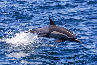 Long-beaked common dolphin (Delphinus capensis) leaping, Isla Danzante, Baja California Sur, Mexico, North America