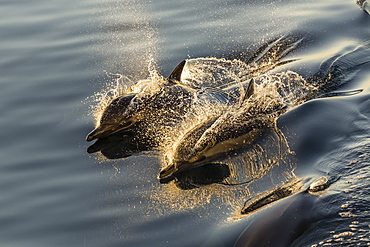 Long-beaked common dolphins (Delphinus capensis), wake riding, Isla Danzante, Baja California Sur, Mexico, North America