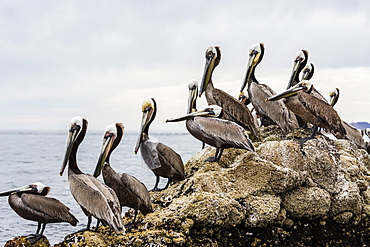 Adult brown pelicans (Pelecanus occidentalis), one with plastic bag, Santa Rosalia Harbor, Baja California Sur, Mexico, North America