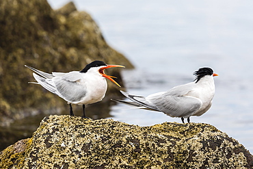 Elegant terns (Thalasseus elegans), at breeding colony on Isla Rasa, Baja California, Mexico, North America