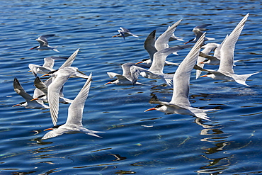 Elegant terns (Thalasseus elegans) in flight at breeding colony on Isla Rasa, Baja California, Mexico, North America