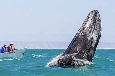 California gray whale calf (Eschritius robustus), breaching in San Ignacio Lagoon, Baja California Sur, Mexico. North America