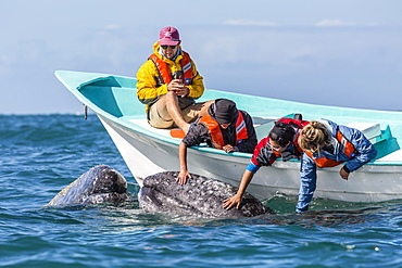 California gray whale calf (Eschritius robustus), with tourists in San Ignacio Lagoon, Baja California Sur, Mexico, North America