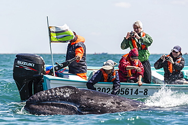 California gray whale calf (Eschritius robustus) with tourists in San Ignacio Lagoon, Baja California Sur, Mexico, North America