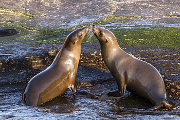 Young California sea lions (Zalophus californianus) mock fighting, Isla San Pedro Martir, Baja California, Mexico, North America