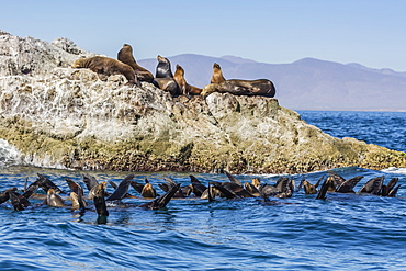 California sea lions (Zalophus californianus), thermoregulating, Isla San Marcos, Baja California Sur, Mexico, North America