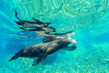 California sea lions (Zalophus californianus) underwater at Los Islotes, Baja California Sur, Mexico, North America