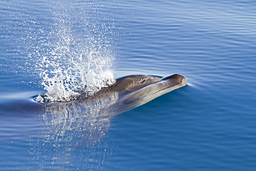 Bottlenose dolphin (Tursiops truncatus), Isla San Pedro Martir, Gulf of California (Sea of Cortez), Baja California Norte, Mexico, North America