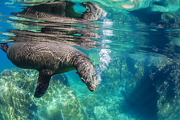 California sea lion (Zalophus californianus) underwater at Los Islotes, Baja California Sur, Mexico, North America