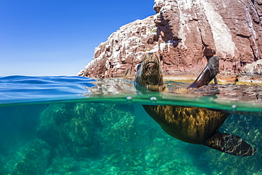 California sea lion (Zalophus californianus), half above and half under at Los Islotes, Baja California Sur, Mexico, North America