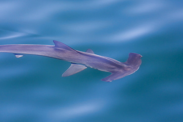 An adult scalloped hammerhead (Sphyrna lewini) on the surface, Isla San Pedro Martir, Baja California, Mexico, North America