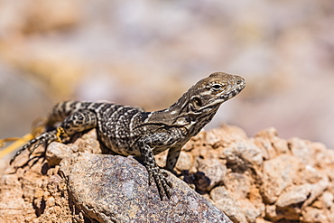 Juvenile San Esteban spiny-tailed iguana (Ctenosaura conspicuosa), Isla San Esteban, Baja California, Mexico, North America