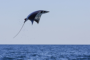 Adult Munk's pygmy devil ray (Mobula munkiana), leaping near Isla Danzante, Baja California Sur, Mexico, North America