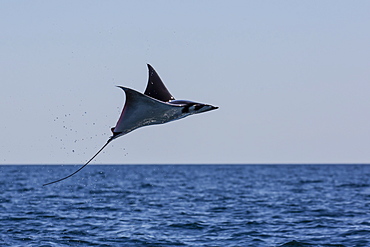 Adult Munk's pygmy devil ray (Mobula munkiana), leaping near Isla Danzante, Baja California Sur, Mexico, North America