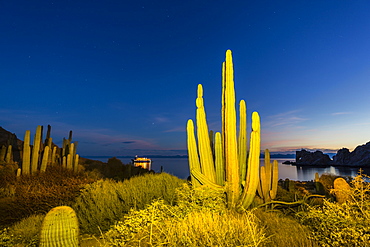 Mexican giant cardon (Pachycereus pringlei) at night, Isla Santa Catalina, Baja California Sur, Mexico, North America