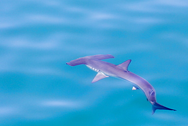 An adult scalloped hammerhead (Sphyrna lewini) on the surface, Isla San Pedro Martir, Baja California, Mexico, North America