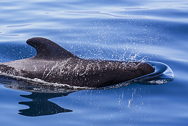 Adult short-finned pilot whale (Globicephala macrorhynchus), surfacing near Isla Danzante, Baja California Sur, Mexico, North America