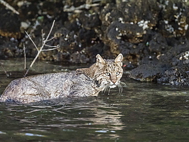 Adult female bobcat (Lynx rufus) swimming in the Homosassa River, Florida, United States of America, North America