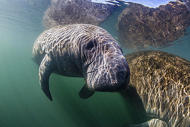 West Indian manatees (Trichechus manatus) underwater in Homosassa Springs, Florida, United States of America, North America