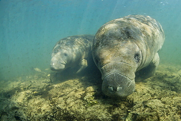 West Indian manatees (Trichechus manatus) underwater in Homosassa Springs, Florida, United States of America, North America