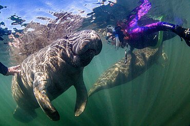 West Indian manatee (Trichechus manatus), underwater with snorkeler, Homosassa Springs, Florida, United States of America, North America