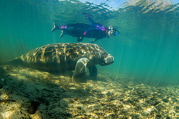 West Indian manatee (Trichechus manatus), underwater with snorkeler, Homosassa Springs, Florida, United States of America, North America