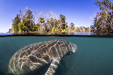 West Indian manatee (Trichechus manatus), half above and half below, Homosassa Springs, Florida, United States of America, North America