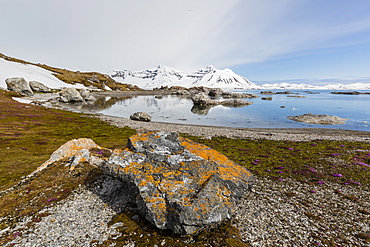 Elegant lichens cover the rocks at Gnalodden, Hornsund, Spitsbergen, Svalbard, Arctic, Norway, Europe