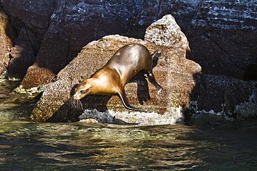 California sea lion (Zalophus californianus), Los Islotes, Baja California Sur, Gulf of California (Sea of Cortez), Mexico, North America