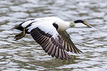 Drake common eider (Somateria mollissima) in flight in breeding plumage, Longyearbyen, Spitsbergen, Arctic, Norway, Europe