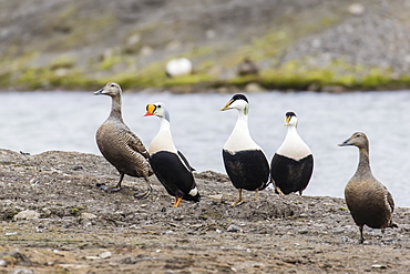 King eider (Somateria spectabilis) drake amongst common eider (Somateria mollissima), in Longyearbyen, Spitsbergen, Arctic, Norway, Europe