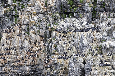 A common guillemot (Uria aalge) breeding colony on the cliffs of Bjornoya, Svalbard Archipelago, Arctic, Norway, Europe