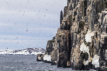 Brunnich's Guillemot (Uria lomvia) nesting cliffs at Cape Fanshawe, Spitsbergen, Svalbard, Arctic, Norway, Europe