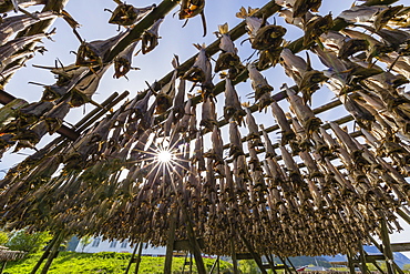 Split cod fish drying in the sun on wooden racks in the town of Reine, Lofoten Islands, Arctic, Norway, Scandinavia, Europe