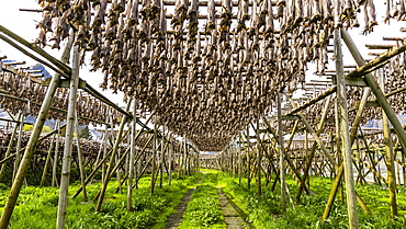 Split cod fish drying in the sun on wooden racks in the town of Reine, Lofoten Islands, Arctic, Norway, Scandinavia, Europe