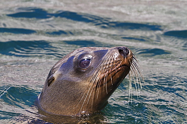 California sea lion (Zalophus californianus), Los Islotes, Baja California Sur, Gulf of California (Sea of Cortez), Mexico, North America