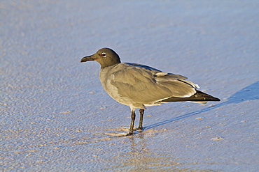 Lava gull (leucophaeus fuliginosus), Cerro Brujo, San Cristobal Island, Galapagos Islands, UNESCO World Heritage Site, Ecuador, South America