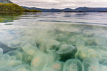 Blooming moon jellyfish (Aurelia aurita), Pond Island in Kelp Bay, Baranof Island, southeast Alaska, United States of America, North America