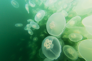 Blooming moon jellyfish (Aurelia aurita), Pond Island in Kelp Bay, Baranof Island, southeast Alaska, United States of America, North America