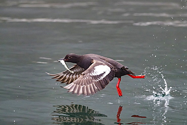 An adult pigeon guillemot (Cepphus columba), with captured fish in Inian Pass, Cross Sound, Alaska, United States of America, North America